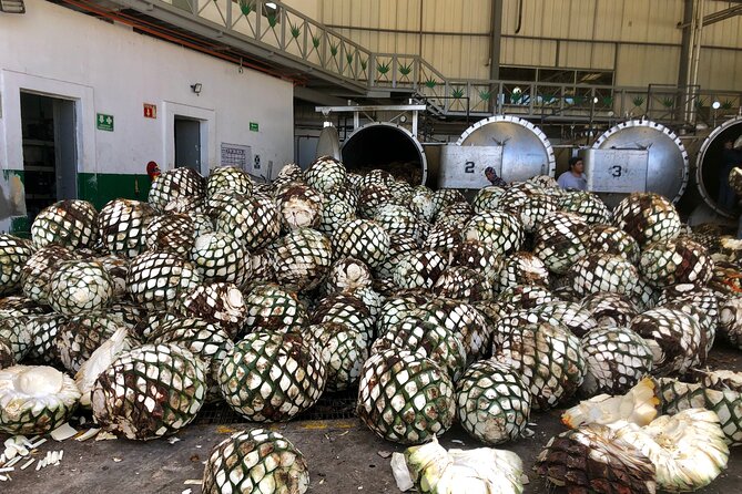 The Ultimate Tequila Experience: from Agave Field to Glass - Who should book this tequila-from-field-to-glass tour?