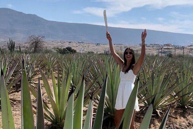 Tradicional Mezcal Experience in Oaxaca-Visit a Family Distillery - Stop 1 in Mitla: walking agave rows with the right kind of context