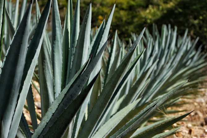 Ultimate Hierve el Agua Hike + Mezcal - Breakfast stop before Hierve: fuel with a local-style start