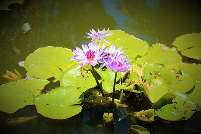 Vallarta Botanical Garden and Tequila Tasting from Puerto Vallarta - Food at the Rancho: What You Pay For and What’s Worth It